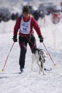 Lenk 2013